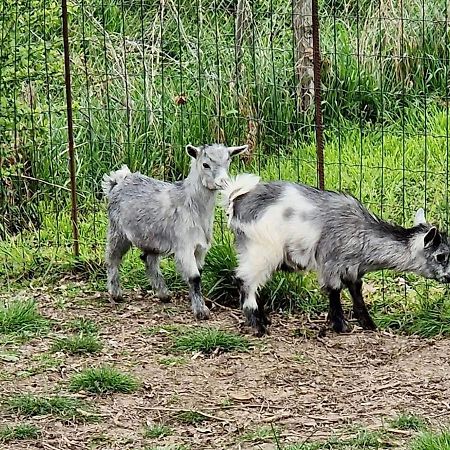 Domaine Des Gallinaces Chalet Sussex 2-4P Marigny-les-Reullee Eksteriør billede