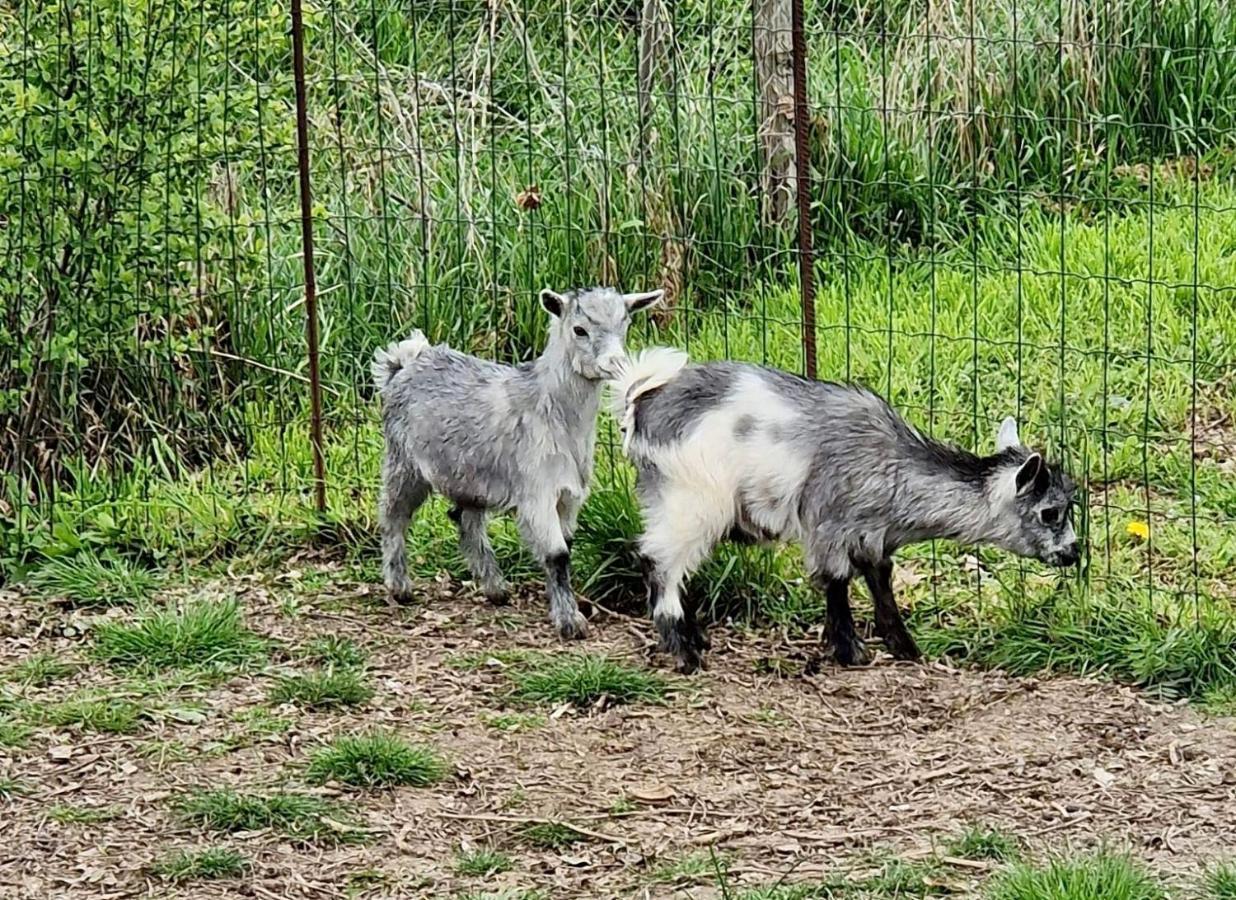 Domaine Des Gallinaces Chalet Sussex 2-4P Marigny-les-Reullee Eksteriør billede